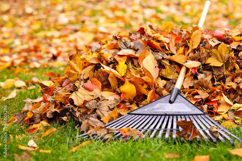 Ramassage de feuilles
